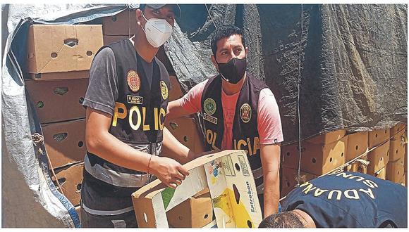 Hallan 800 cajas de banano de contrabando valorizado en S/ 168,000 en Sullana 