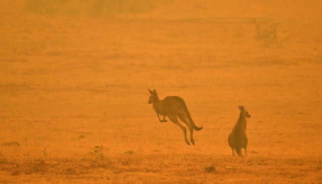 Los canguros también se encuentran en una especie en peligro producto de los incendios en Australia. (Foto: AFP)