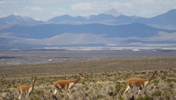 Reportan hallazgo de 15 cadáveres de vicuñas en Pasto Grande