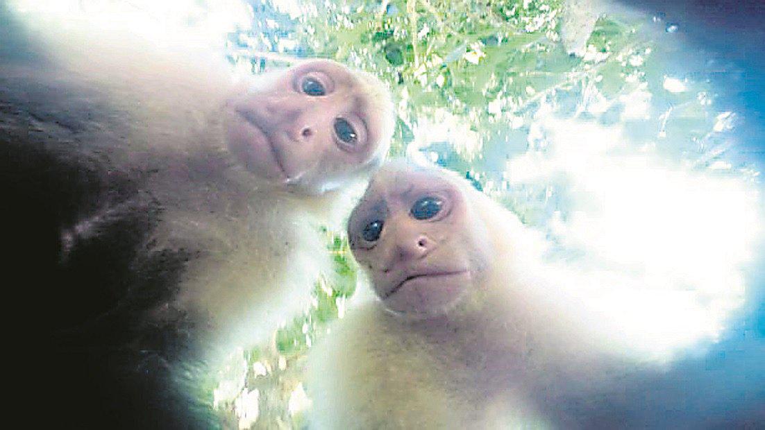 ​Mono encuentra cámara y se toma ‘selfies’