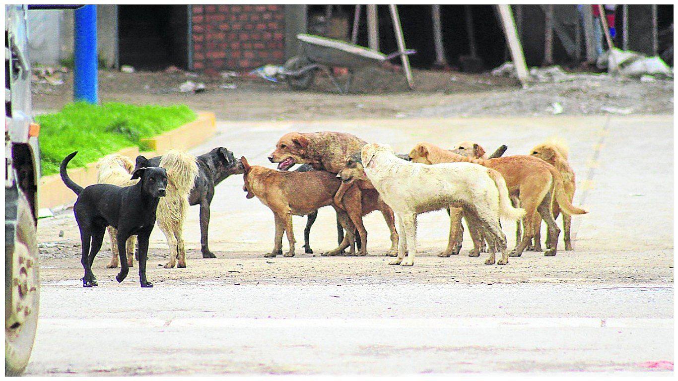 ​Más de mil canes vagan en Huancayo y perrera aún no se implementa