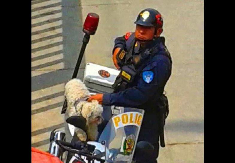 Condecoran a policía que rescató a perro en la Panamericana Sur