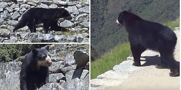 Buscan reinserción de oso de anteojos tras incendio en Machu Picchu