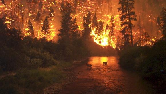 Chile: 28 incendios activos arrasan 11.592 hectáreas de vegetación 