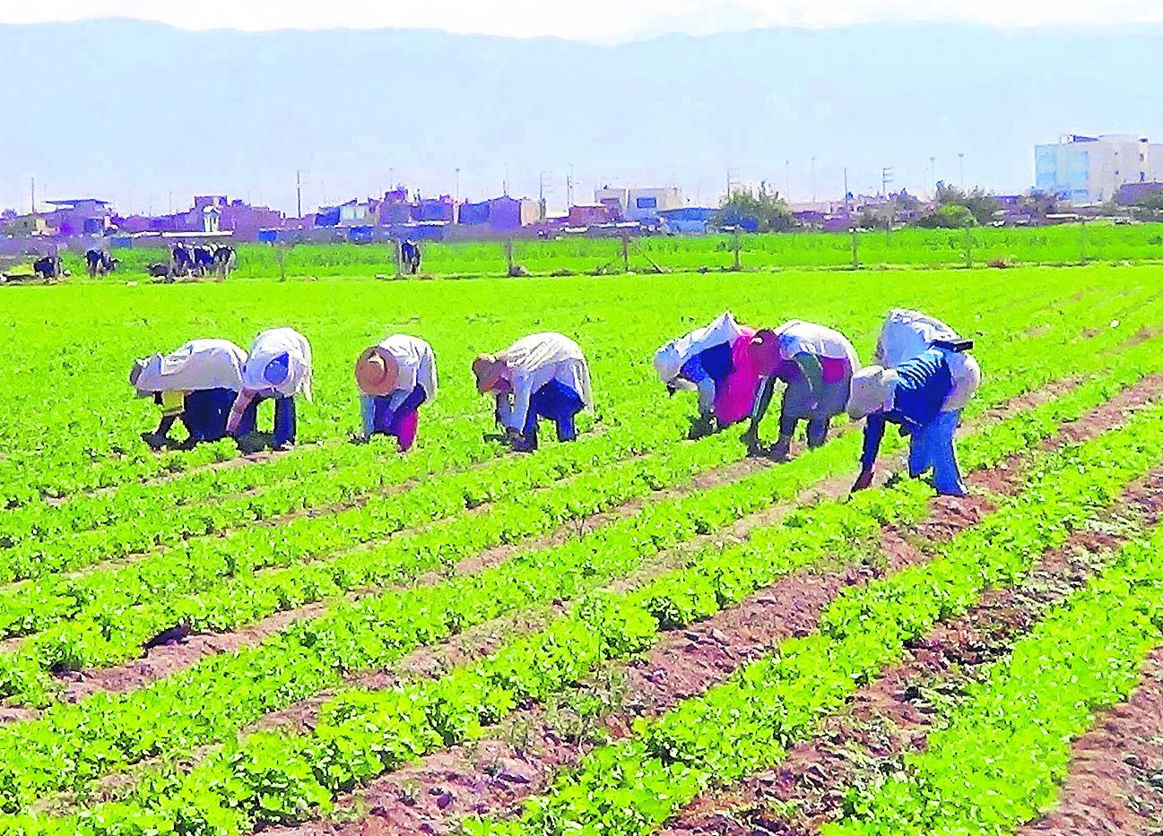 ​Fenómeno de El Niño beneficiará a la agricultura del país 