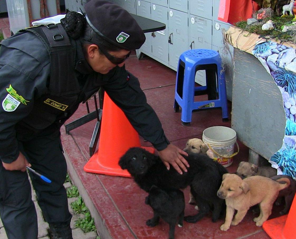 Serenos rescatan 10 perros que fueron abandonados  en costal 