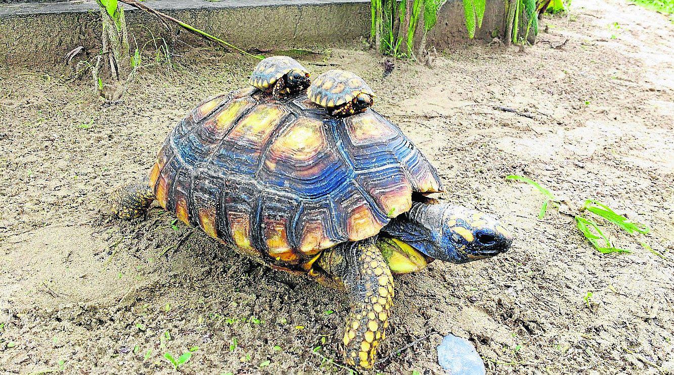 Piura: Nacen dos tortugas "motelo de patas amarillas"