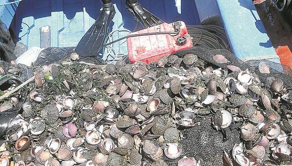 Piura: Roban 4 toneladas de concha de abanico