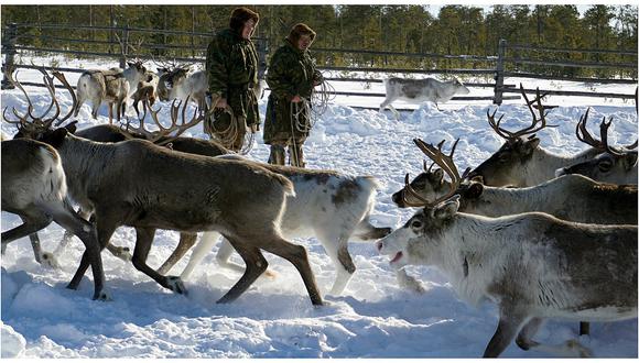 Rusia: ¿Pastores nómadas tendrán que despedirse del último de los renos? (VIDEO)