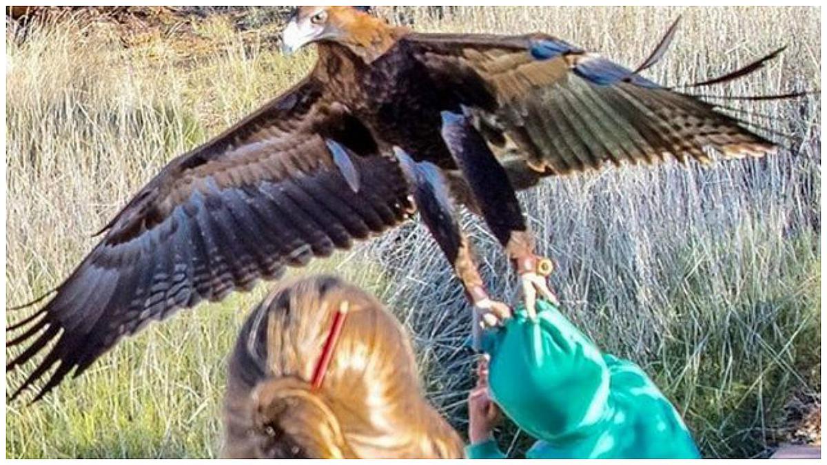 Águila intenta cazar a un niño en plena exhibición | MUNDO | CORREO