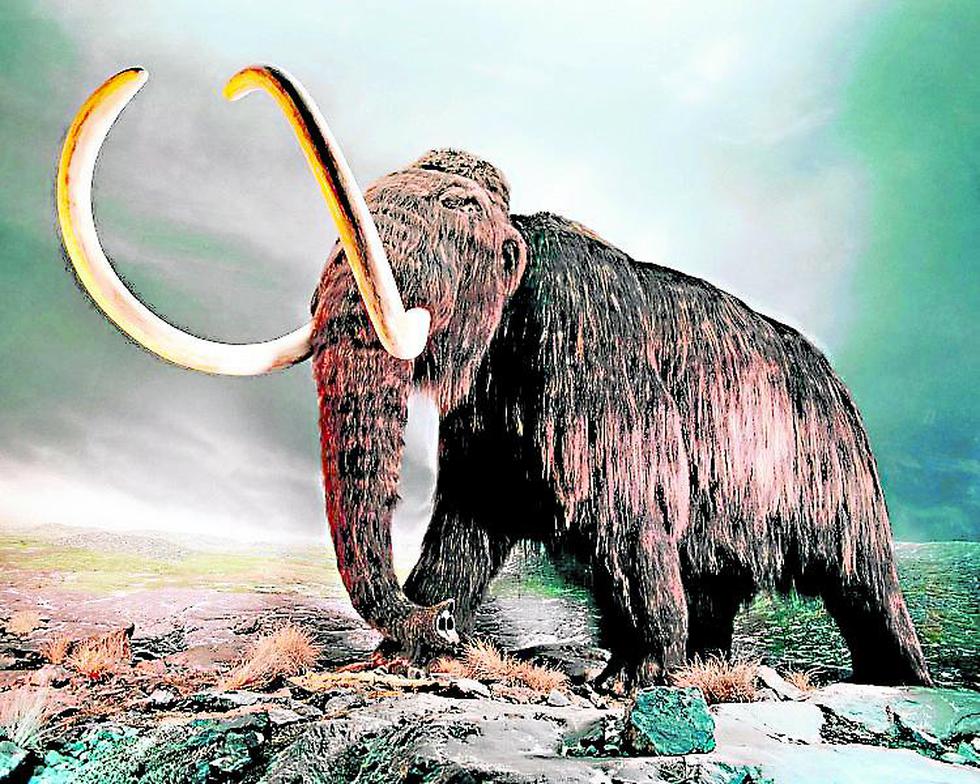 Exhiben por primera vez al mamut 'Yuka' considerado milagro surgido del hielo