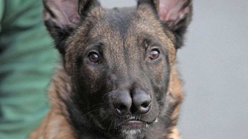 Pastor Alemán "con dos narices" es rechazado por su aspecto (FOTOS)