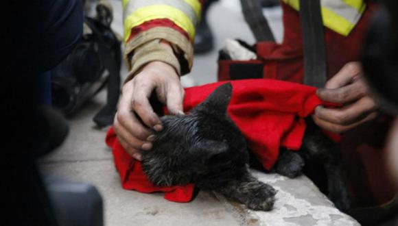 Las Malvinas: Rescatan a otro gato cuatro días después del incendio