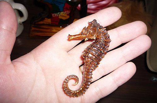 Decomisan 8 millones de caballitos de mar disecados que iban a Asia