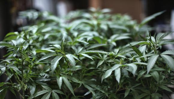 En esta foto de archivo del 15 de agosto de 2019, la marihuana crece en una granja de cannabis bajo techo en Gardena, California. (AP/Richard Vogel).
