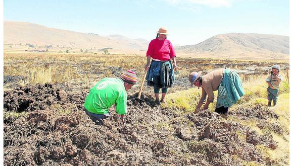 ​Solo 9.8 % se dedica a la agricultura en Junín y cifra tiende a disminuir 