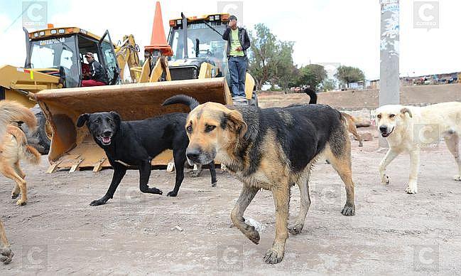 Vecinos de Paucarpata sólo pueden tener dos canes en sus viviendas