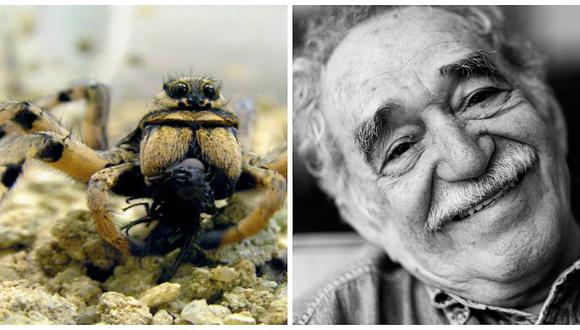García Márquez: ​Nueva especie de tarántula bautizada en honor a nobel de literatura