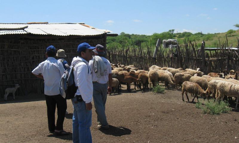 Generan cadenas productivas en zonas rurales de Piura