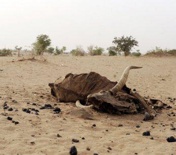 La restauración de los ecosistemas dañados combatiría la pobreza