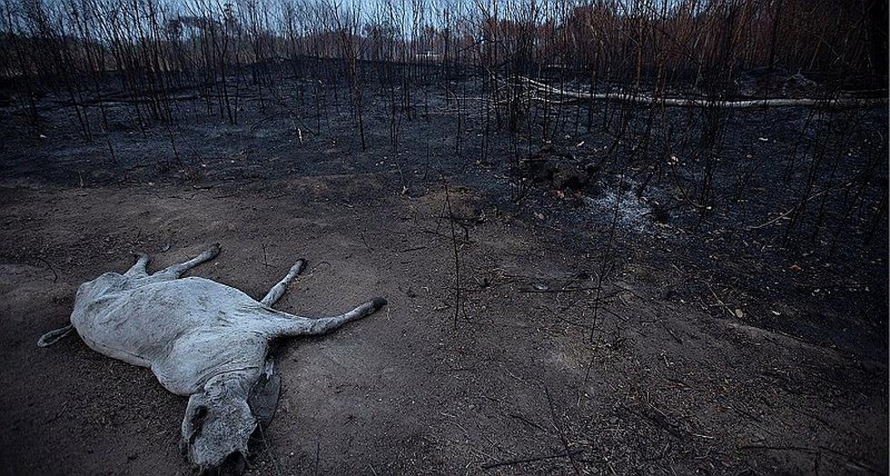 Brasil: Las imágenes más impactantes del devastador incendio en la Amazonía