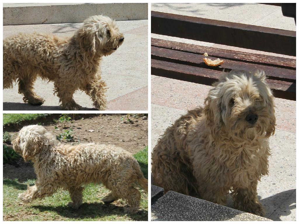 Buscan hogar para 'Shapo': El perro que vive en un parque de Tarma