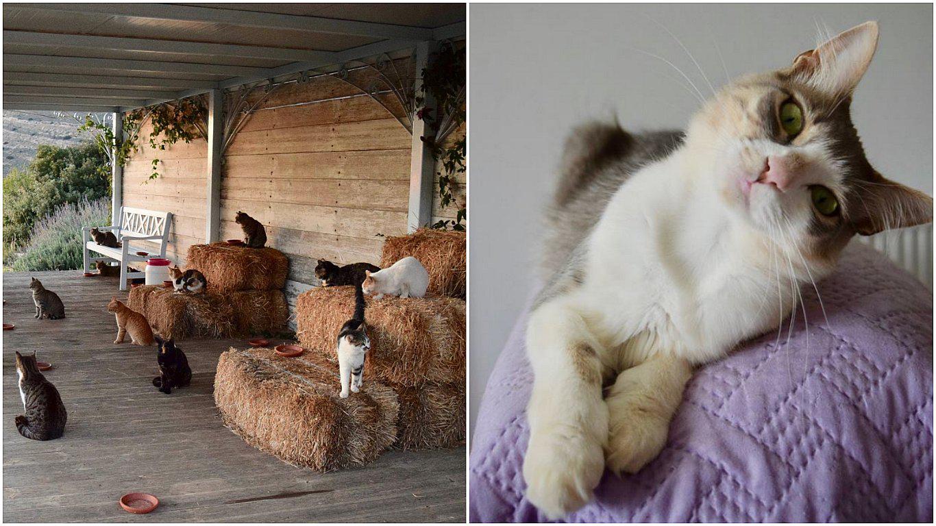 Ofrecen trabajo de ensueño: cuidar de gatos en isla paradisíaca en Grecia (FOTOS)