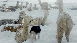 Crías de alpaca mueren por fuertes nevadas en Cusco (VIDEO)