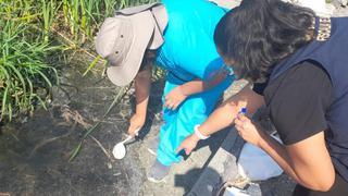 Nuevo Chimbote: Inspeccionan colegios para identificar vector del dengue 