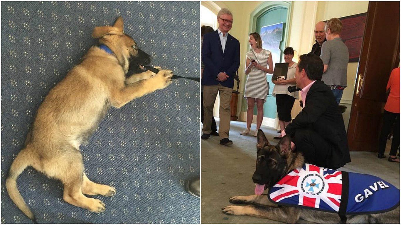 Cachorro fue retirado de la policía canina por ser demasiado dócil 