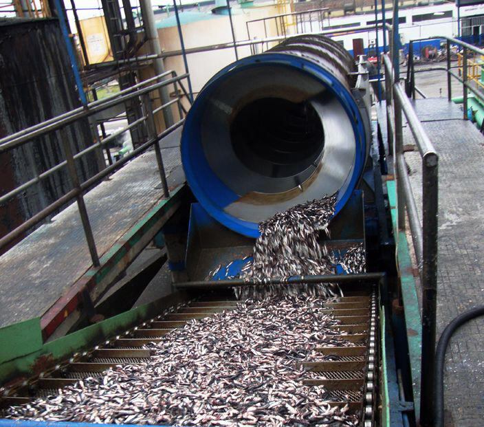 Hallan anchoveta adulta en el Norte