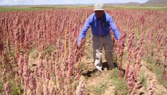 Agricultura: Demanda por la quinua está en crecimiento