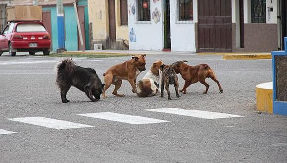 Rabia canina: Cerro Colorado propone realizar una captura masiva de perros callejeros