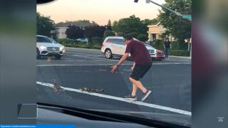 EE.UU.: Hombre quiso ayudar a una familia de patos a cruzar la calle y murió atropellado