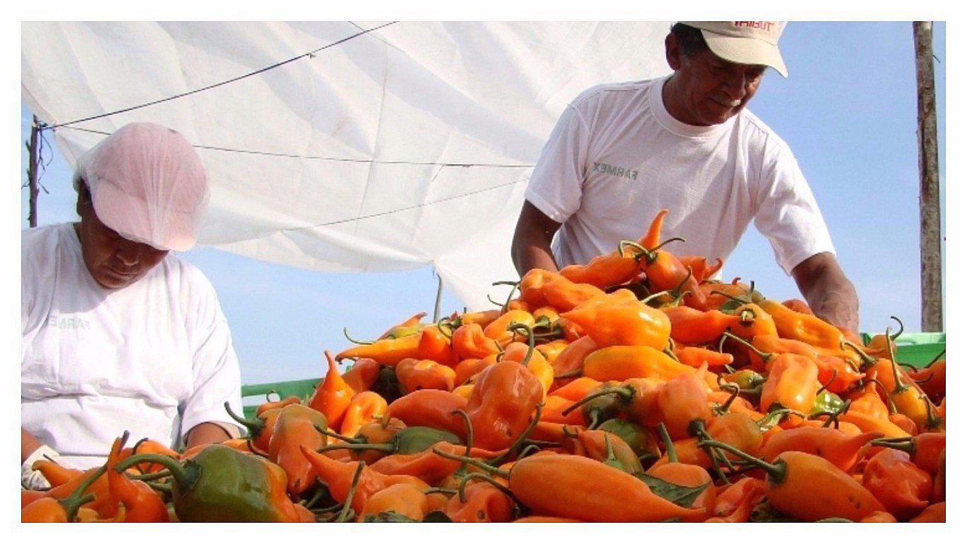 ​Gastronomía genera demanda de pimientos y ajíes desde el exterior