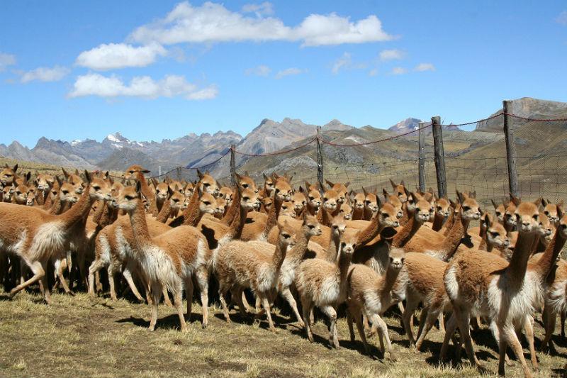 Se realizó festival del chaco y de danzas en Putina