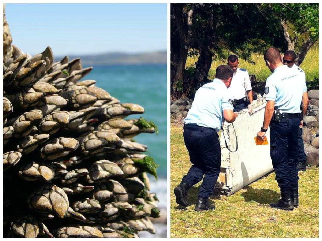 Percebes en ala de avión hallada en la Reunión podrían dilucidar el misterio del MH370
