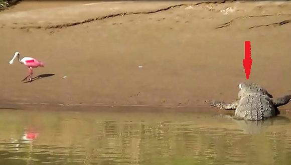 ​TUMBES: Cámaras registran a nutrias y cocodrilos en el río Tumbes, frente al malecón de la ciudad (VIDEO)