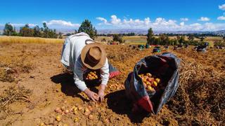 Junín: Producción de maíz en el valle del Mantaro baja en 35% y papa en un 15%