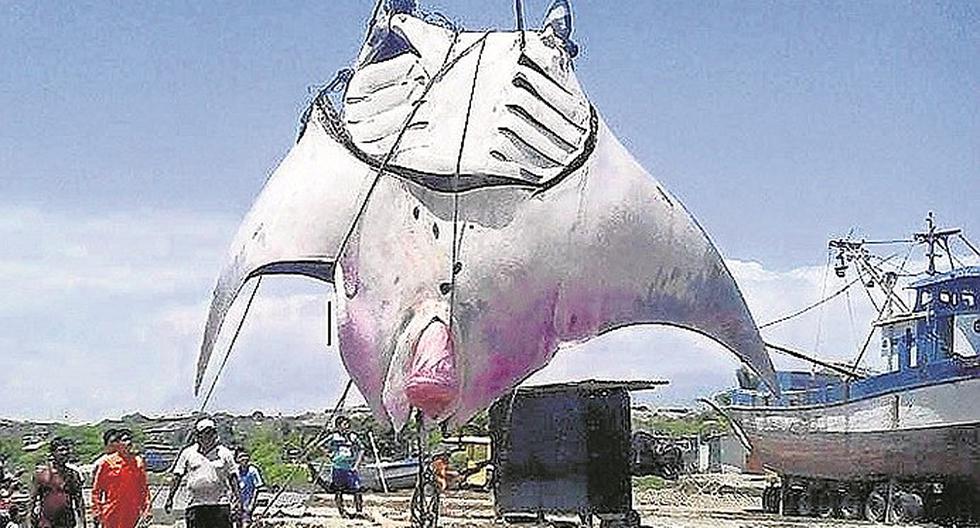 En las costas de Tumbes se avistan mantarrayas gigantes | EDICION | CORREO