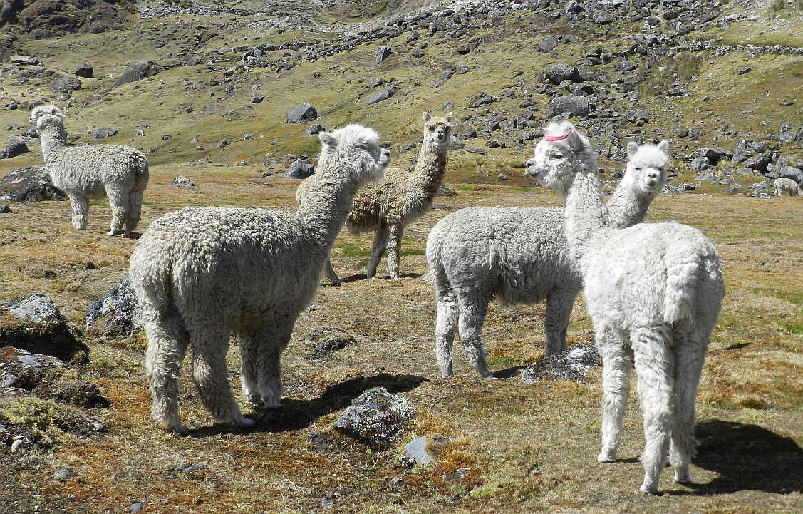 Alpaqueros de Macusani emprenden proyectos de autosostenibilidad con Hyundai 