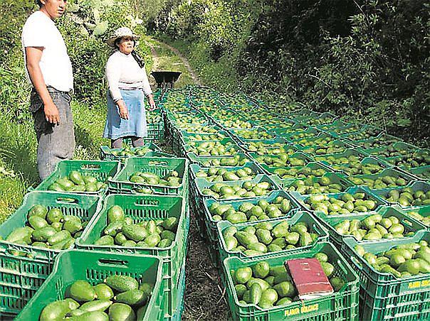 ADEX: Número de empresas agroexportadoras creció 4%