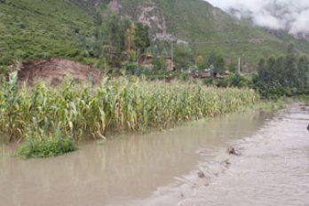 60 hectáreas de maíz se han perdido