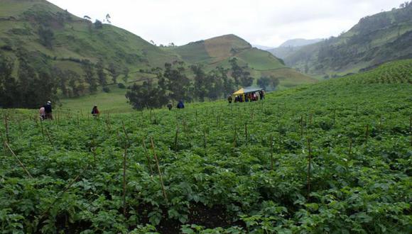Agricultores de Huánuco sembrarán en 100 mil hectáreas