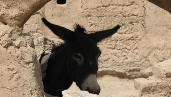 Usan burro para ataque suicida en Afganistán 