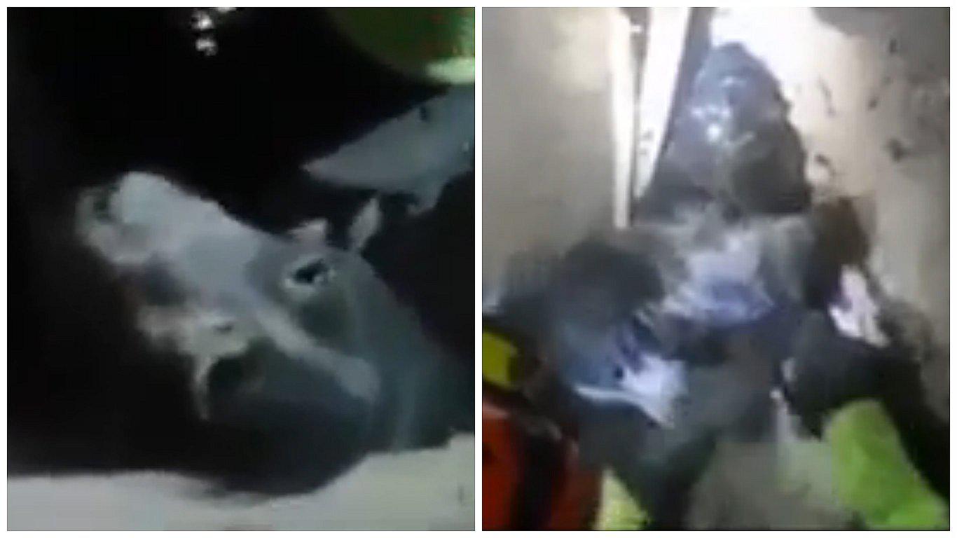 YouTube: Rescate de perrito tras el terremoto en Italia conmueve al mundo (VIDEO)