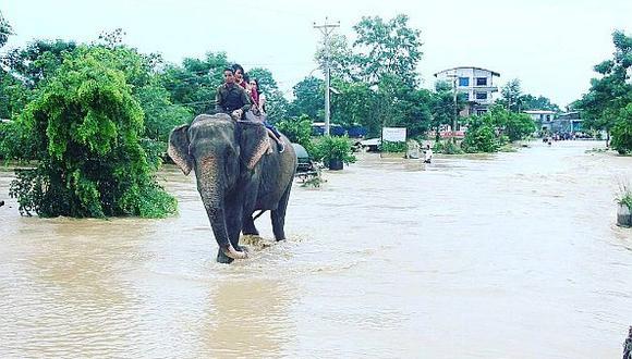 Nepal: Elefantes ayudaron en rescate de cientos de turistas en un parque natural