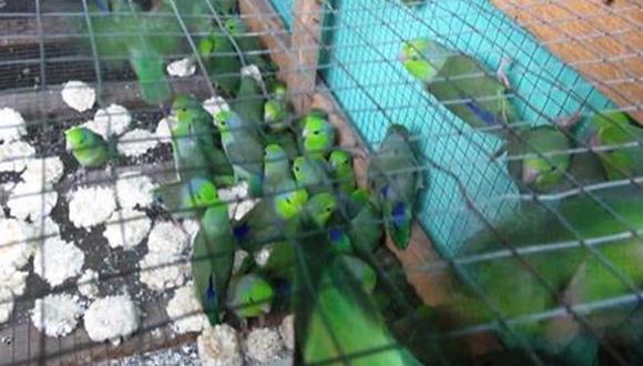 Lambayeque: Rescatan a reptiles y aves en operativo