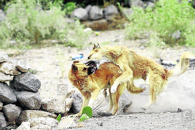 Arequipa: Sepa el impacto y el dolor que provoca la rabia canina