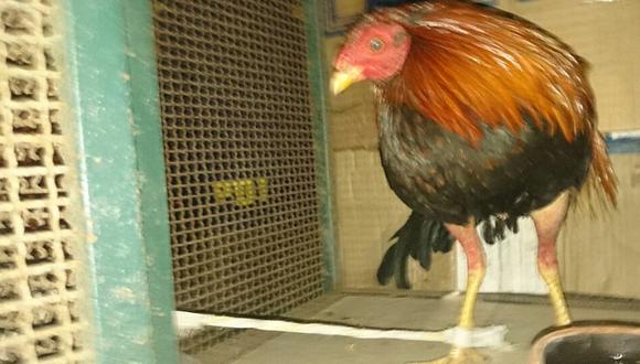 Peruano iba a Chile con gallos de pelea ocultos en el portamaletas